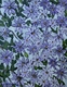 Climbing Clematis