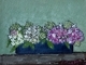 Flower Box